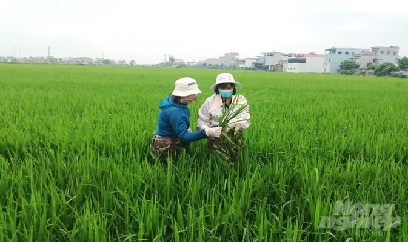 Sâu cuốn lá nhỏ tăng cao trên lúa xuân tại các tỉnh Đồng bằng sông Hồng