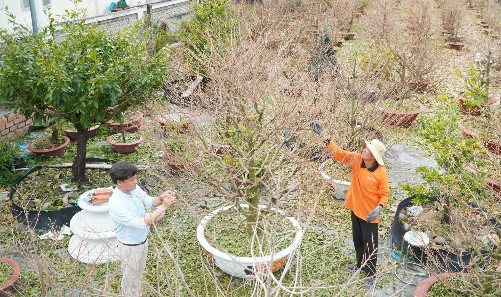 Trồng la liệt chậu mai vàng ở Tây Ninh, dân chơi thủ đô còn tìm vô mua, làng đẹp, nhà giàu