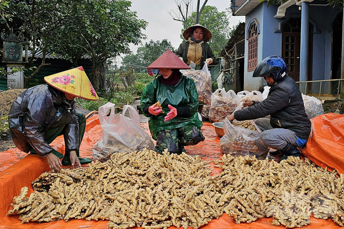 Gừng được mùa, giá tốt, nông dân chờ Tết sung túc