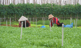 2.000 nhà trồng rau ở một xã của Nghệ An đang mừng bởi hễ nhổ lên thương lái 