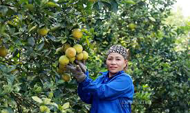 'Thủ phủ