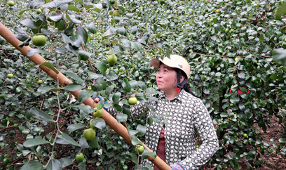 Trồng táo hồng cây thấp tè mà ra trái quá trời, trồng trên 5 công đất mà nông dân An Giang 