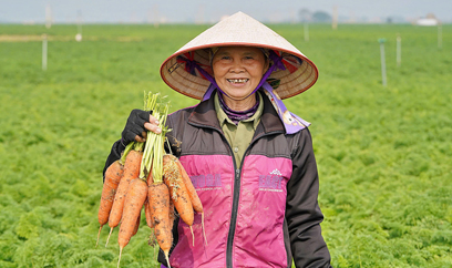 Vụ đông Hải Dương thắng lợi toàn diện
