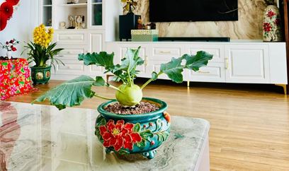 Cà rốt, bắp cải, su hào, củ khoai mầm đang 