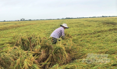 Lúa sắp thu hoạch gặp mưa dông dồn dập, nông dân lòng như lửa đốt