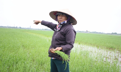 Lúa ma lấn át lúa thường