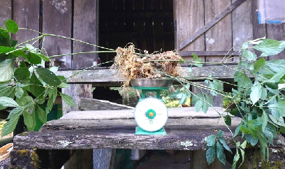 Bán đấu giá sâm Ngọc Linh hỗ trợ người dân làm du lịch cộng đồng