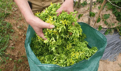 Thu tiền triệu mỗi ngày từ hoa thiên lý