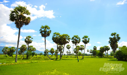 Giảm nghèo nhờ cây thốt nốt