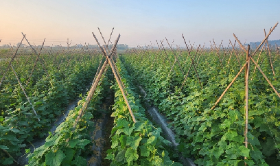 Trù phú một dải đất màu