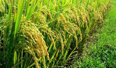 Nông dân Bắc Trung Bộ sở hữu bộ giống cây trồng chất lượng