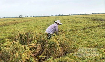 Có thể đưa vụ thu đông thành vụ lúa chính thay cho hè thu?