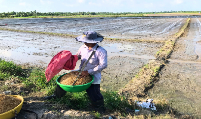 Xuống giống 46.500ha lúa thu đông