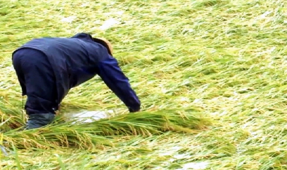 Kỹ thuật khắc phục cây trồng sau ngập úng