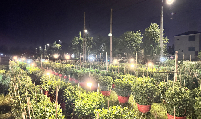 Người trồng hoa biến đêm thành ngày, túc trực chăm hoa Tết