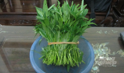 Xã trồng rau muống lớn nhất tỉnh Hưng Yên