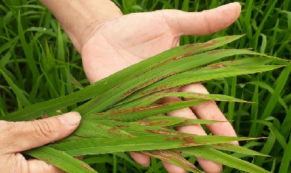 Đạo ôn lá xuất hiện, Nam Định khẩn trương bảo vệ lúa xuân