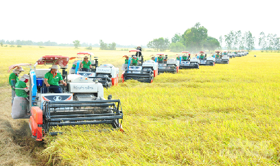 Cần Thơ: Sản lượng lúa đạt gần 1,4 triệu tấn