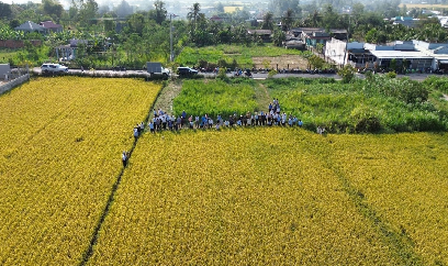 Tiền Giang quy hoạch hơn 20.000ha lúa năng suất, chất lượng cao
