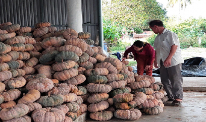 Bí ngô chất đống không ai mua