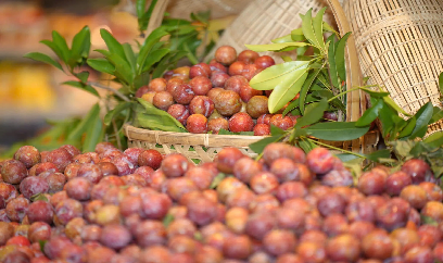 Không để mùa quả ngọt mang vị đắng
