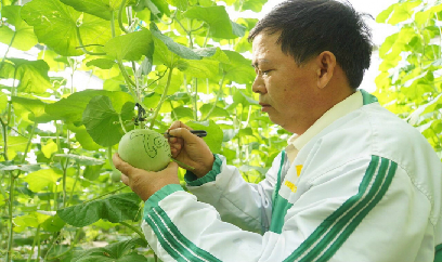 Dưa lưới khắc chữ làm không xuể bán tết