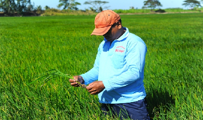 Độ mặn tăng cao, Sóc Trăng khuyến cáo nông dân không sạ lúa đông xuân muộn