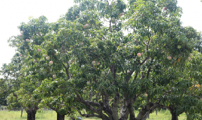 Xoài Úc ế ẩm, giá bèo bọt