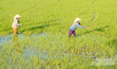 14 doanh nghiệp liên kết tiêu thụ lúa hè thu cho An Giang