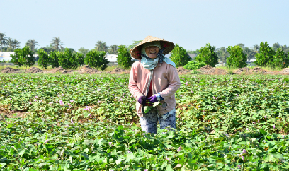 Kết quả bất ngờ khi trồng nấm rơm từ dây khoai lang