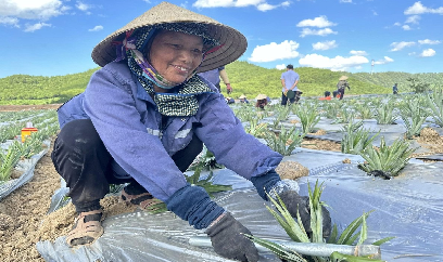 Bắc Trung bộ nhiều tiềm năng trở thành thủ phủ dứa