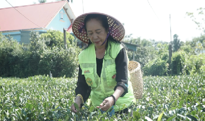 Đất khỏe, chè ngon