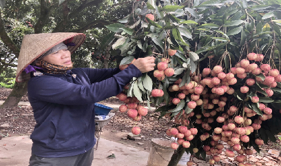 Vải trứng Hưng Yên có giá bán lên tới 100.000 đồng/kg