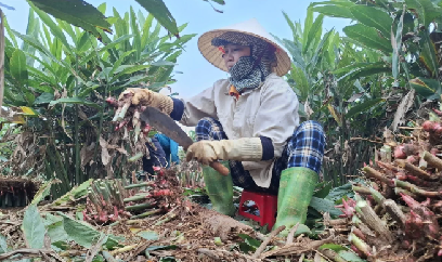 Cây riềng gieo hi vọng trên vùng đất khó