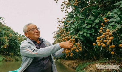 Thanh nhãn Cần Thơ vào vụ, giá 70.000 đồng/kg, nông dân tất bật thu hoạch