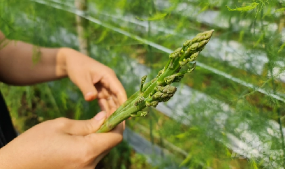 Trồng măng tây, thu tiền triệu mỗi ngày