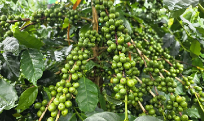 Canh tác cà phê trên đất dốc Sơn La: Giữ phân lại cho cây, trả độ phì cho đất