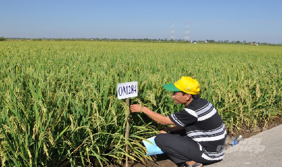 Lúa đông xuân tốt phơi phới, hứa hẹn trúng mùa