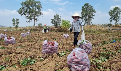 Khoai lang được giá nhưng năng suất kém vui