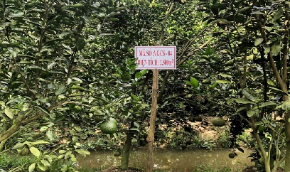 Diện tích trồng cam trên đất ruộng phát triển mạnh
