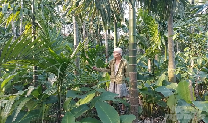 Bí quyết trồng cây cau ta cho ngắn lóng, quả sai và ngon