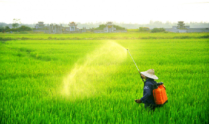 150ha lúa vụ đông xuân Quảng Trị nhiễm đạo ôn