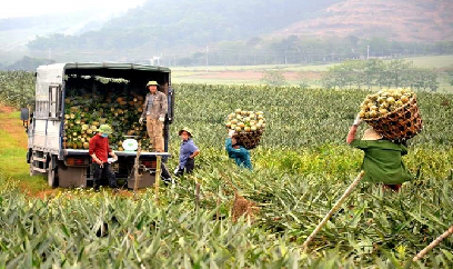 Thảo thơm cây dứa Hà Trung