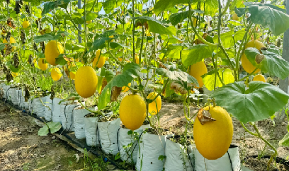 Trồng dưa vàng, thu 'vàng ròng'