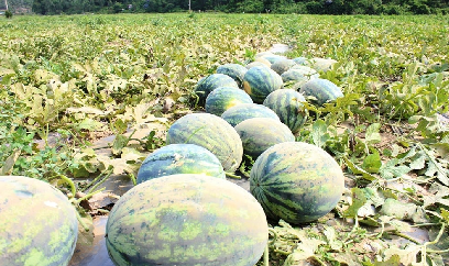 Dưa hấu được mùa, giá giảm nhưng nông dân vẫn lãi khá
