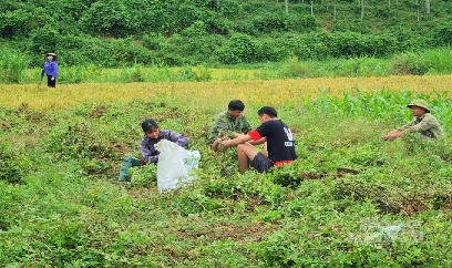 Lạc mất mùa, nông dân không có lãi