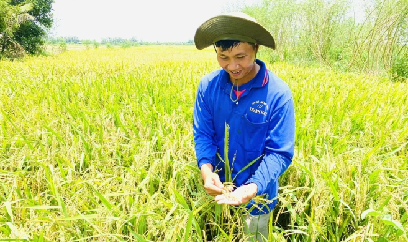 Gieo mầm lúa sinh thái trên Đồng Tháp Mười