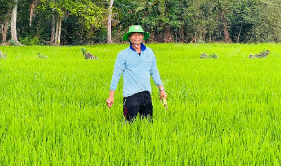 Cà Mau: Nông dân chủ động áp dụng tiến bộ kỹ thuật trên lúa hè thu