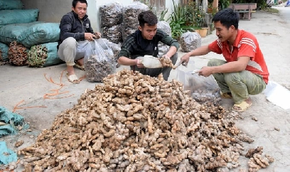 Đưa củ gừng Kỳ Sơn ra thế giới