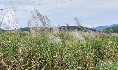Hồi sinh cho mía đường
